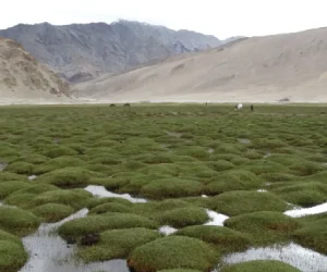 Puga Valley Ladakh