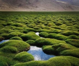 Puga Valley Ladakh