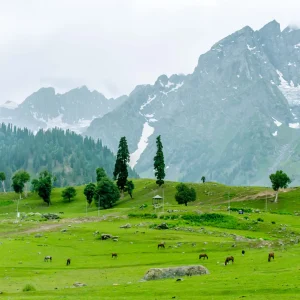 sonamarg-kashmir_brown_chinar_kashmir