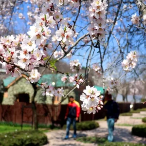 spring-in-kashmir_brown_chinar_kashmir