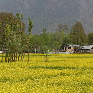 spring_in-kashmir_brown_chinar_kashmir