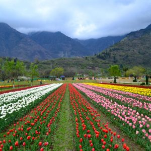 spring_in_kashmir_brown_chinar_kashmir