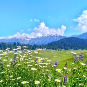 summer_in-kashmir_brown_chinar_kashmir