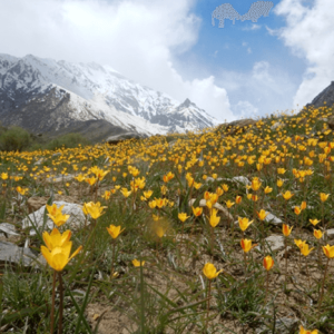 suru-valley-kargil_brown_chinar_kashmir