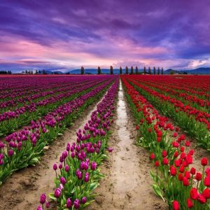 tulip-garden-kashmir_brown_chinar_kashmir