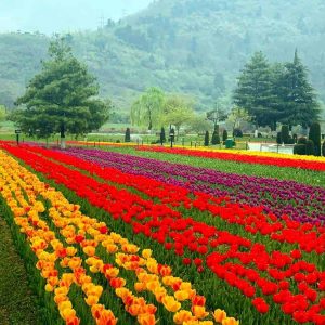 Indira Gandhi Memorial Tulip Garden