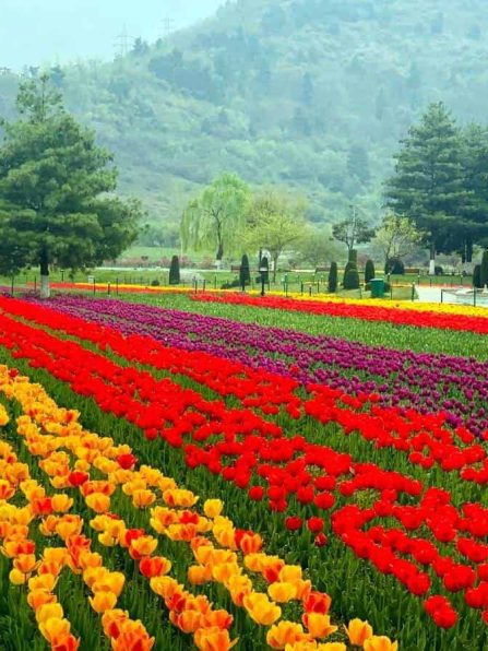 Indira Gandhi Memorial Tulip Garden