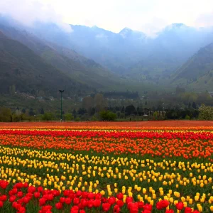 tulip-garden_brown_chinar_kashmir