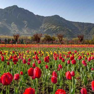 tulip-garden_kashmir_brown_chinar_kashmir